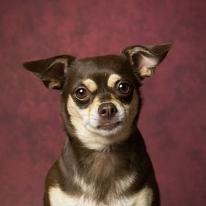 Meet your Posher, Ellen